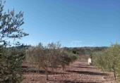 Masia amb terreny en venda a Iecla ref.: TR200931 foto