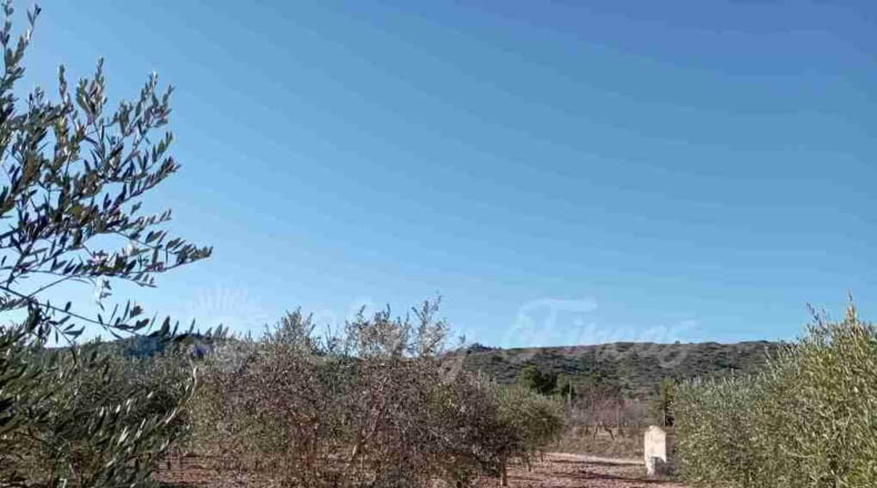 Murcia - Yecla - 245000m2