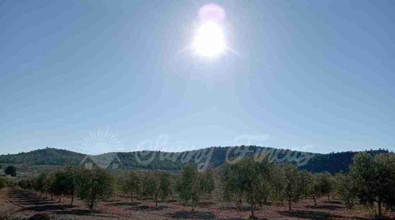 Murcia - Yecla - 245000m2