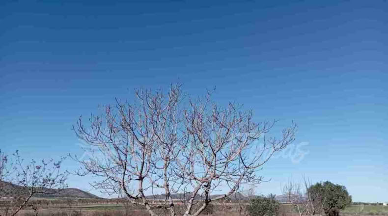 Murcia - Yecla - 12000m2