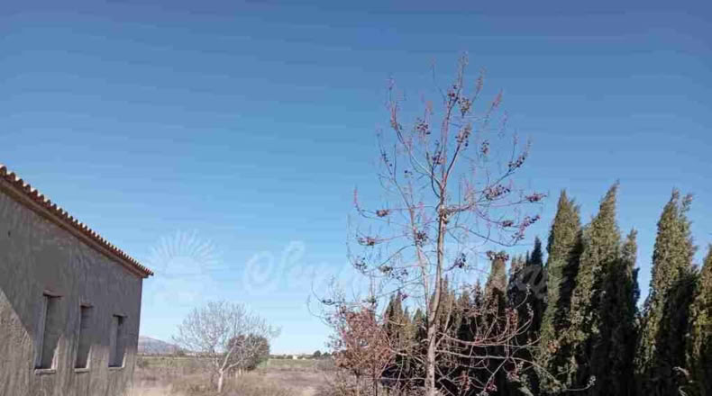 Murcia - Yecla - 12000m2
