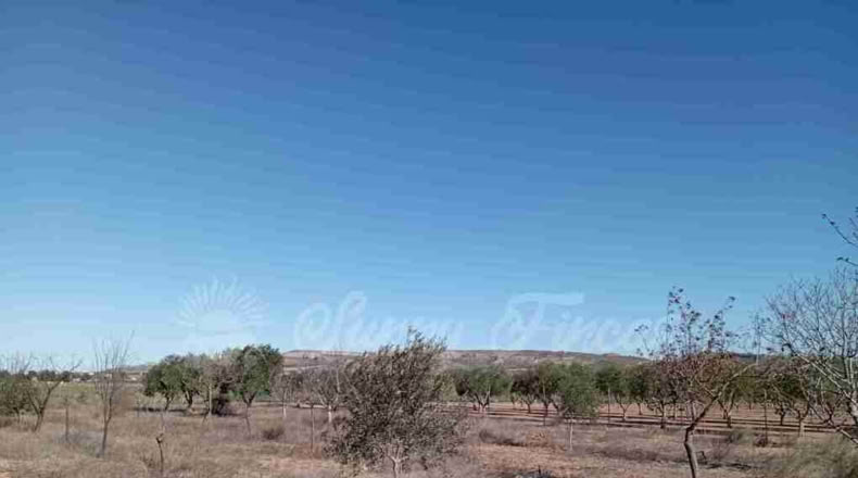 Murcia - Yecla - 12000m2