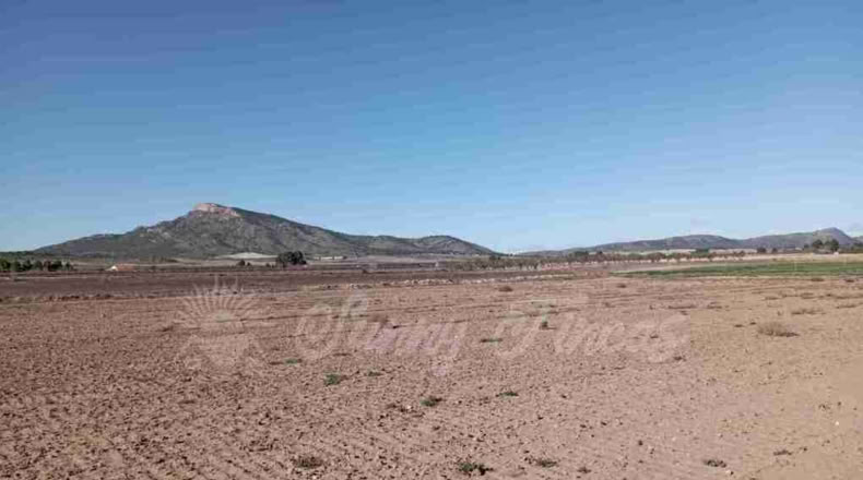 Murcia - Yecla - 12000m2