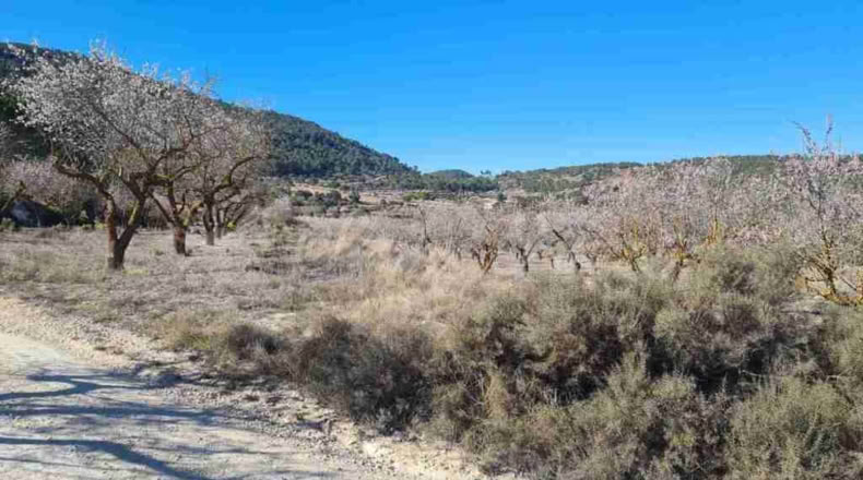 Alicante - Biar - 60000m2