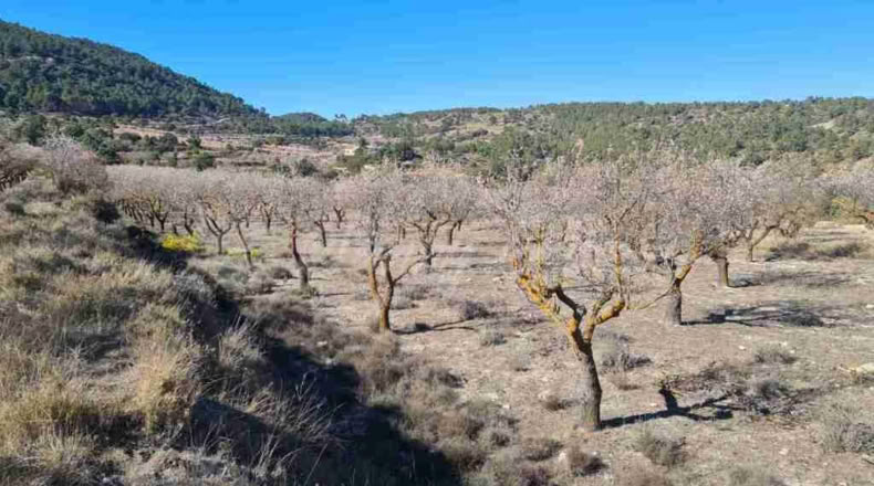 Alicante - Biar - 60000m2