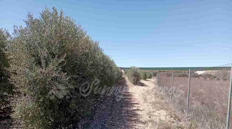 Albacete - Caudete - 3000m2