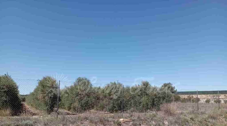 Albacete - Caudete - 3000m2