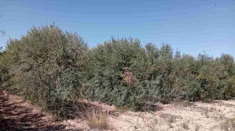 Albacete - Caudete - 3000m2