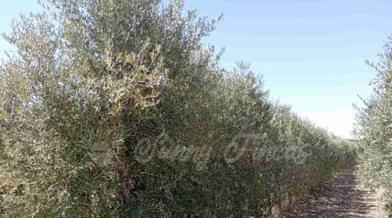 Albacete - Caudete - 3000m2