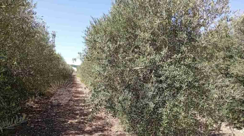 Albacete - Caudete - 3000m2
