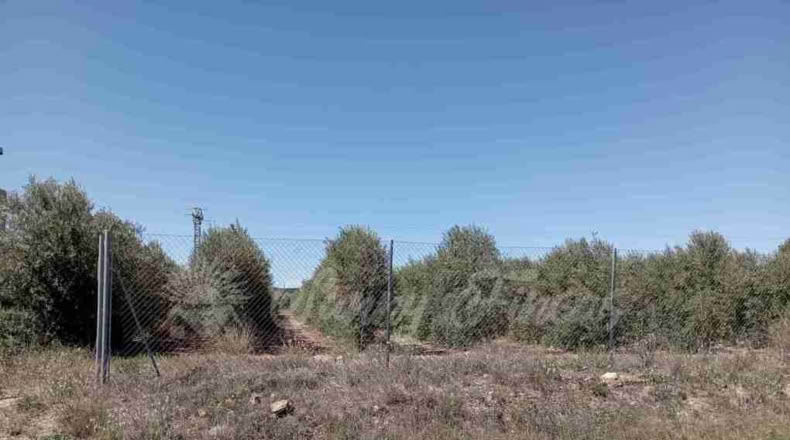 Albacete - Caudete - 3000m2
