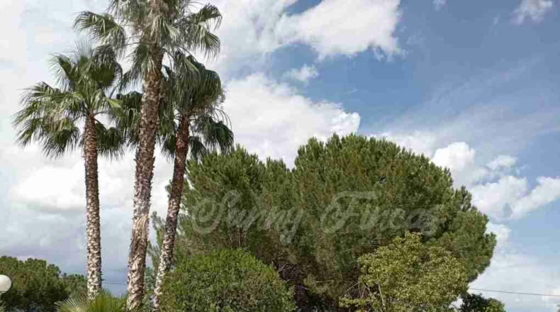 Murcia - Yecla - 7000m2
