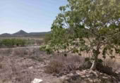 Masia amb terreny en venda a Monòver ref.: TR225116 foto