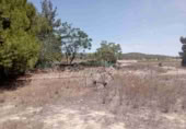 Masia amb terreny en venda a Monòver ref.: TR225116 foto