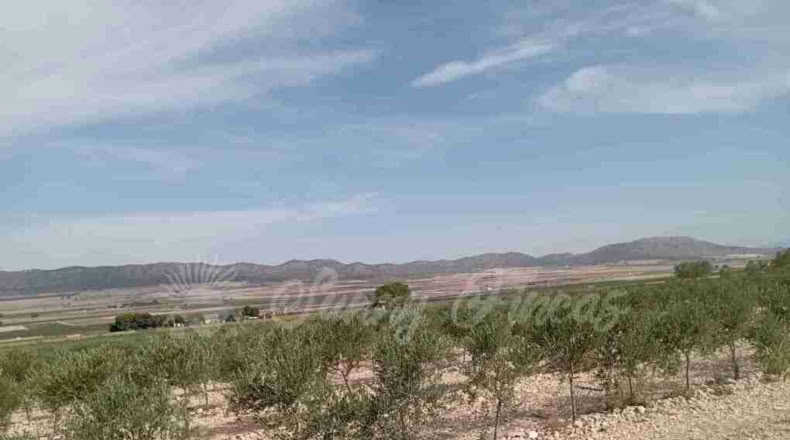 Múrcia - Yecla - 400000m2