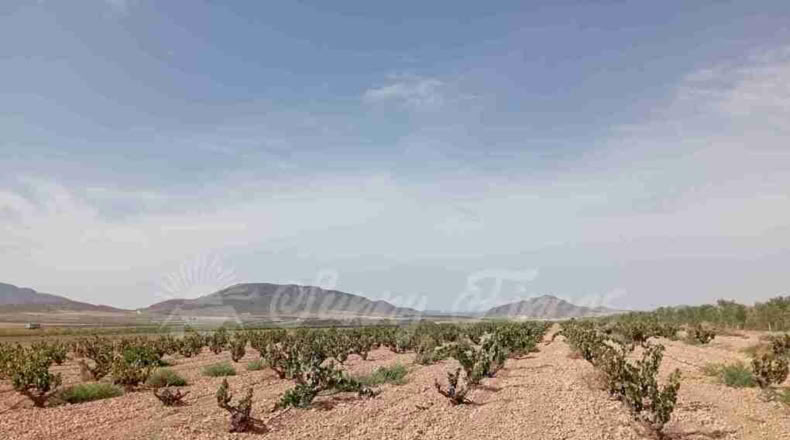 Múrcia - Yecla - 400000m2