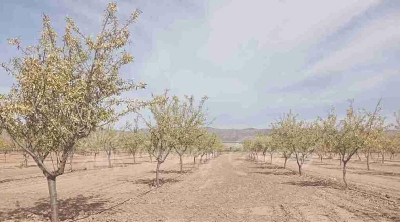 Múrcia - Yecla - 400000m2