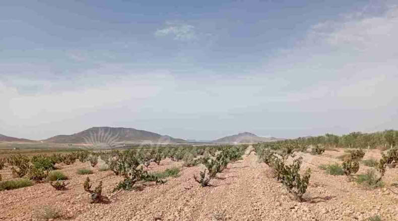 Múrcia - Yecla - 400000m2