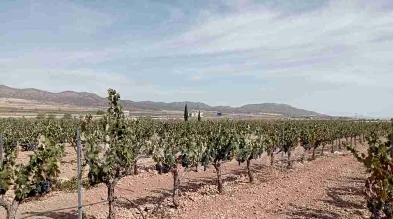 Múrcia - Yecla - 400000m2