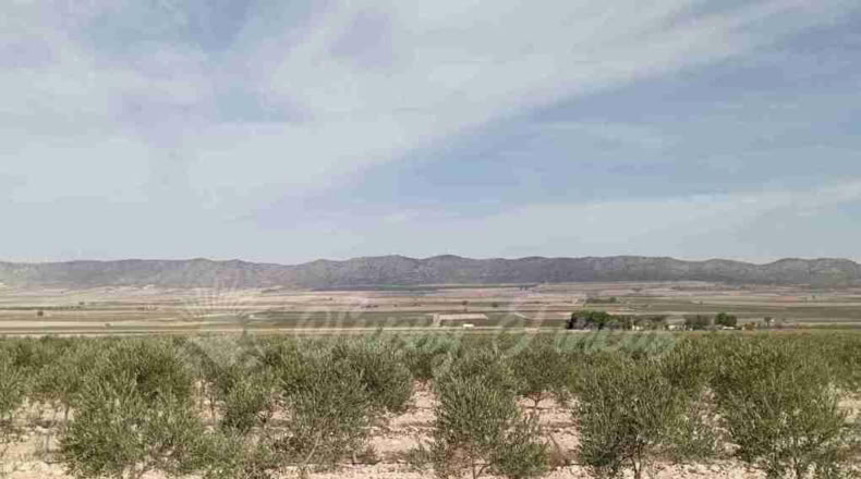 Múrcia - Yecla - 400000m2