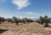 Land suitable for development for sale in Biar ref: TR110539 photo