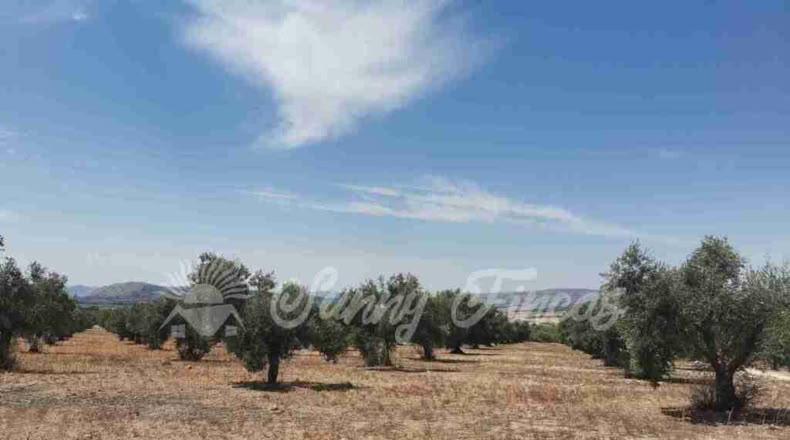 Alicante - Biar - 25000m2