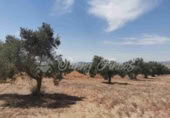 Land suitable for development for sale in Biar ref: TR110539 photo