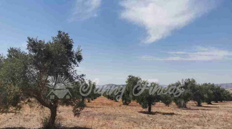 Alicante - Biar - 25000m2