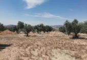 Land suitable for development for sale in Biar ref: TR110539 photo