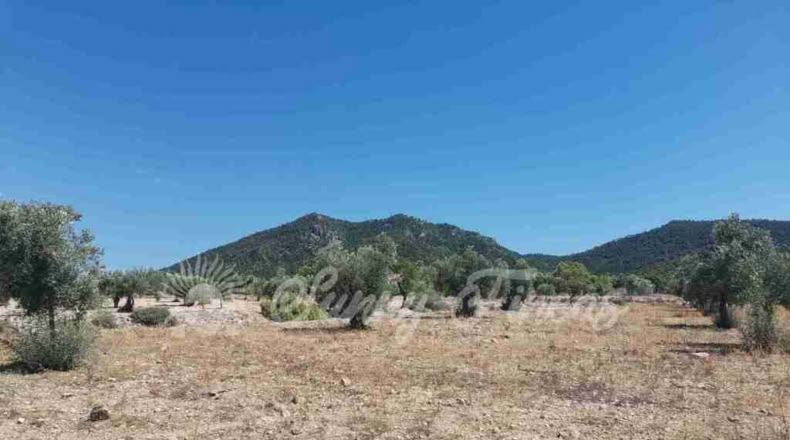 Alicante - Biar - 25000m2