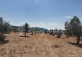 Land suitable for development for sale in Biar ref: TR110539 photo