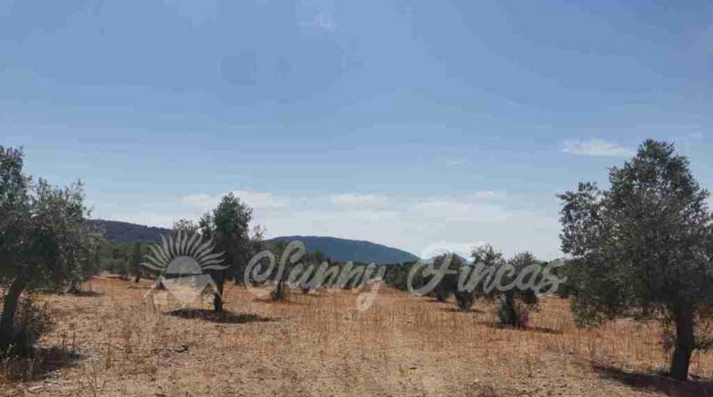 Alicante - Biar - 25000m2