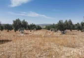 Land suitable for development for sale in Biar ref: TR110539 photo