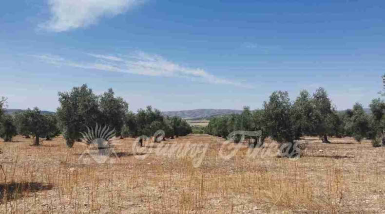 Alicante - Biar - 25000m2