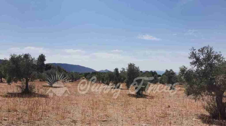 Alicante - Biar - 25000m2