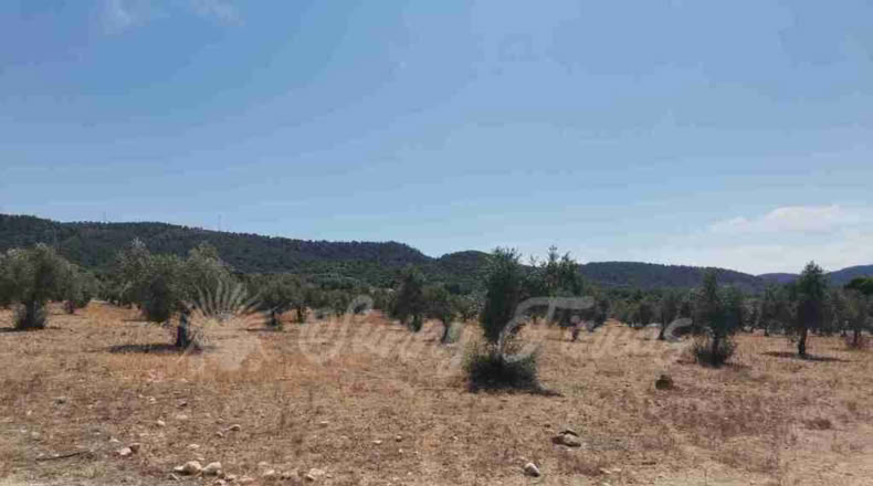 Alicante - Biar - 25000m2