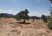 Land suitable for development for sale in Biar ref: TR110539 photo