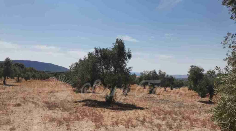 Alicante - Biar - 25000m2