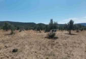 Land suitable for development for sale in Biar ref: TR110539 photo