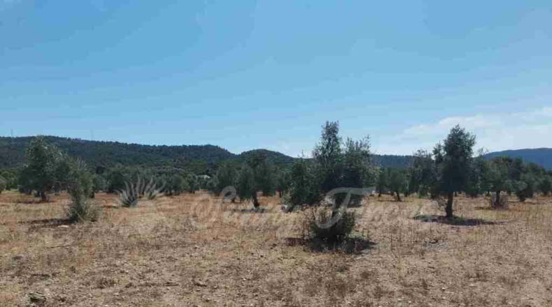 Alicante - Biar - 25000m2