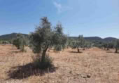 Land suitable for development for sale in Biar ref: TR110539 photo