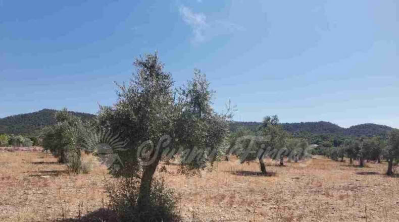 Alicante - Biar - 25000m2