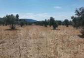 Land suitable for development for sale in Biar ref: TR110539 photo