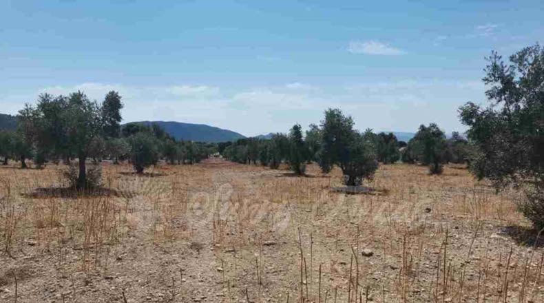 Alicante - Biar - 25000m2