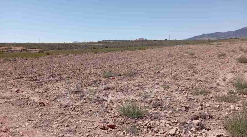 Alicante - Paredón - 10000m2