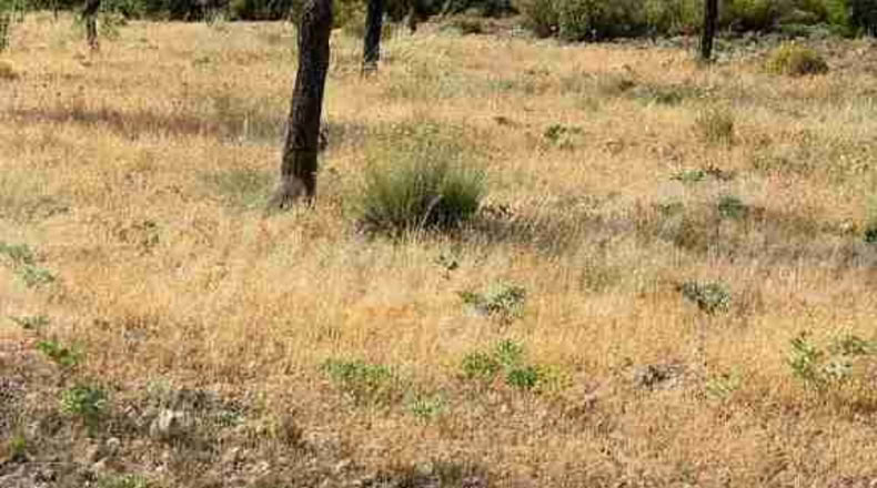Albacete - Almansa - 1000000m2