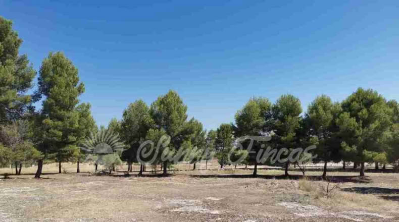 Alicante - Benejama - 74000m2
