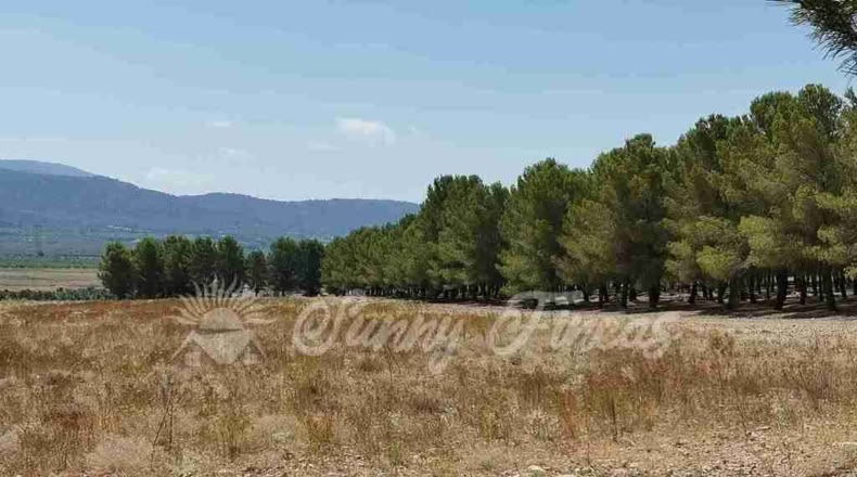 Alicante - Benejama - 74000m2
