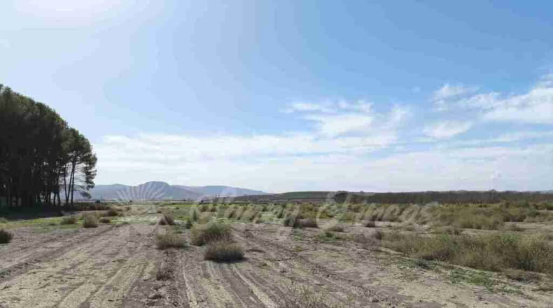 Alicante - Villena - 14000m2