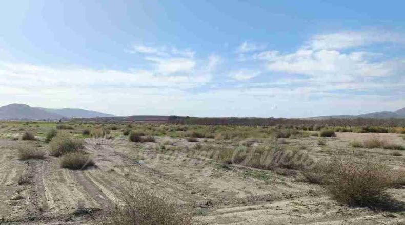 Alicante - Villena - 14000m2
